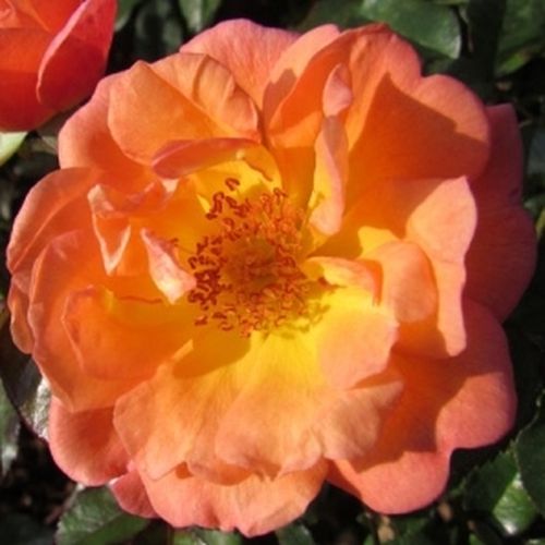 E-commerce, vendita, rose, in, vaso miniatura, lillipuziane - rosa - Rosa Thank You - rosa dal profumo discreto - Paul Chessum - ,-
